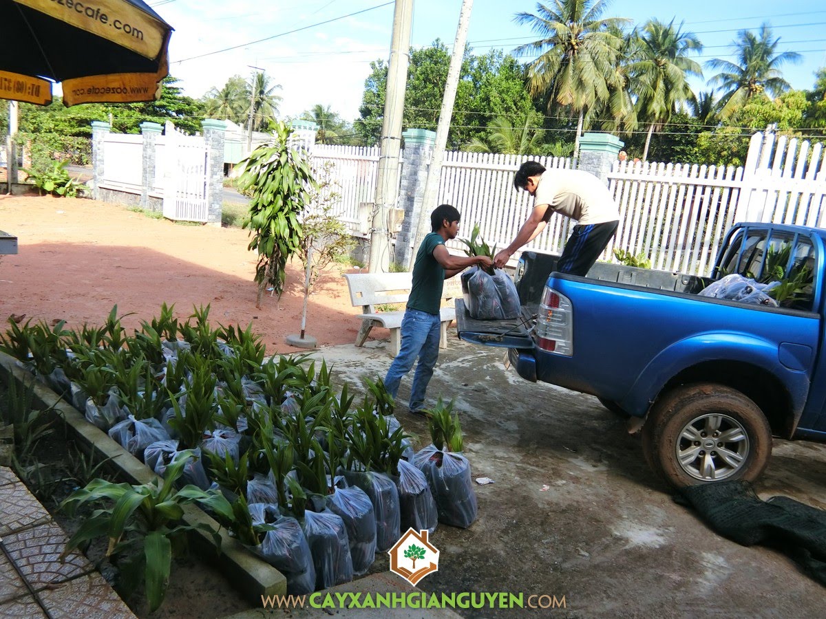 Dừa Xiêm Lùn Xanh, Cây Ăn Trái, Vườn ươm Cây Xanh Gia Nguyễn, Cây Dừa Xiêm Xanh Lùn, Cây Dừa Xiêm