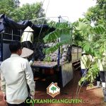 CÂY XANH GIA NGUYỄN CUNG CẤP 2000 CÂY Ô MÔI CHO CÔNG TY CP TPDL SINH THÁI SƠN TIÊN