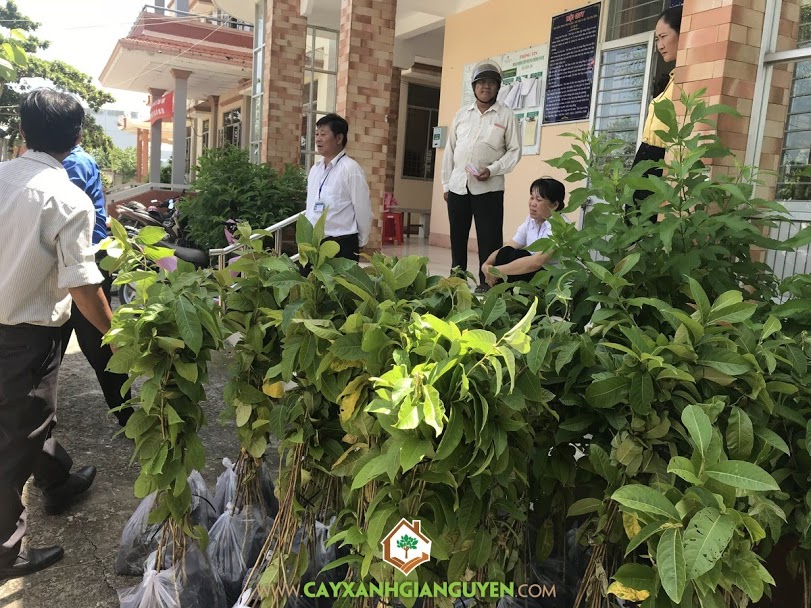 Cây giống, Vườn ươm Cây Xanh Gia Nguyễn, Kỹ thuật chăm sóc cây con, Cây Bằng Lăng, Cây Dừa Xiêm Lùn