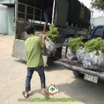 CÂY XANH GIA NGUYỄN CUNG CẤP CÂY ĐINH LĂNG CHO ANH HẢI NGUYÊN Ở HỒ CHÍ MINH