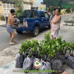 CÂY XANH GIA NGUYỄN CUNG CẤP 150 CÂY MÍT RUỘT ĐỎ CHO ANH MINH