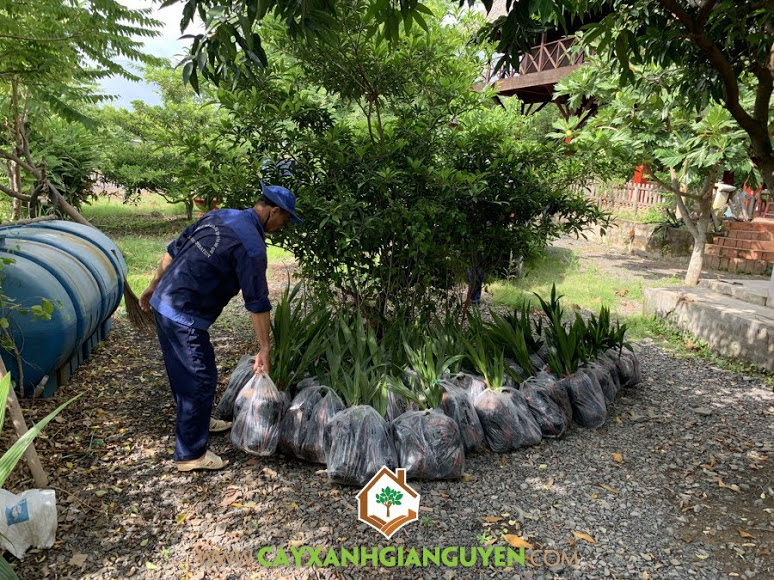 Cây Dừa Dứa Giống, Vườn ươm Cây Xanh Gia Nguyễn, Cây Giống Dừa Dứa, Cây Dừa Giống, Giống Dừa