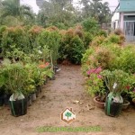 CÂY XANH GIA NGUYỄN CÓ ĐẠI LÝ THỨ NHẤT