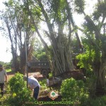 TRỒNG SANH Ở KHU CÔNG NGHIỆP ĐỒNG XOÀI 2