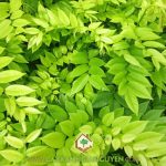 CÂY XANH GIA NGUYỄN CUNG CẤP GỖ SƯA Ở BÌNH DƯƠNG