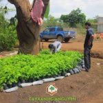 CÂY XANH GIA NGUYỄN CÓ ĐƠN HÀNG BÁN CÂY SƯA GIỐNG