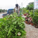CÂY XANH GIA NGUYỄN CUNG CẤP CÂY LÂM NGHIỆP CHO KHÁCH HÀNG Ở BÌNH DƯƠNG