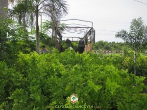 Cây xanh Gia Nguyễn, cung cấp cây giống, cây nguyệt quế, công ty cây xanh Gia Nguyễn, cây giống lâm nghiệp