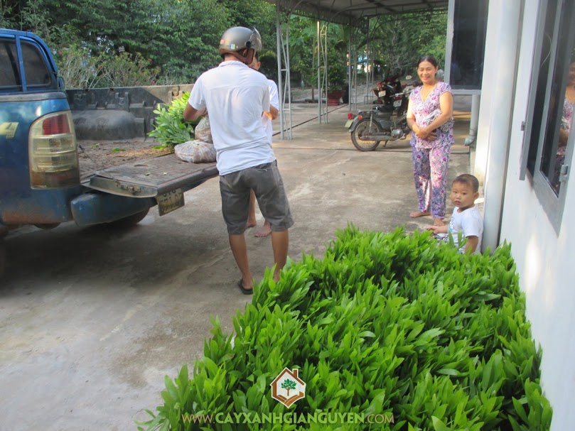 Công ty cây xanh Gia Nguyễn, cây keo lai, cây giống lâm nghiệp, cây giống, chăm sóc