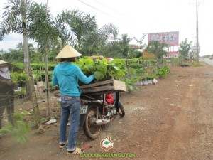 Công ty cây xanh Gia Nguyễn, Cây giá tỵ, Cây sao đen, Cây giống, Cây dừa xiêm lùn