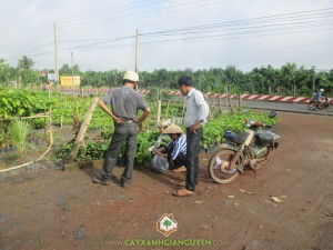 Công ty cây xanh Gia Nguyễn, Cây giá tỵ, vườn ươm cây xanh Gia Nguyễn, Gáo vàng, Keo lai