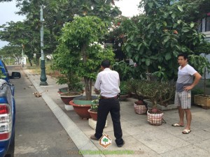 Cây Xanh Gia Nguyễn, Cây Chè Xanh, Trà Xanh, Chè tươi, Vườn ươm cây giống ở Bình Phước