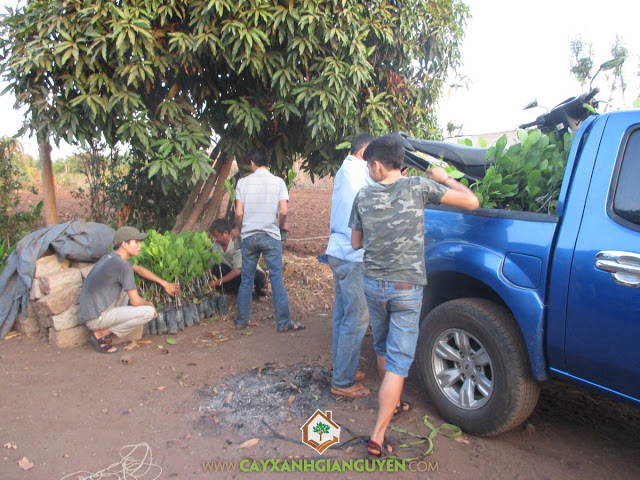 Cây Điều Thái Lan, Cây Xanh Gia Nguyễn, Giống cây lâm nghiệp, Vườn ươm cây ở tỉnh Bình Phước, Cách chăm sóc