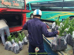 Cây Dừa Xiêm Lùn, Cây Xanh, Cây giống, vườn ươm Gia Nguyễn, Trồng giống dừa xiêm lùn