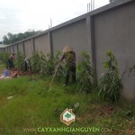 CÂY XANH GIA NGUYỄN TRỒNG CÂY HOÀNG NAM CHO TRƯỜNG TIỂU HỌC Ở HÓC MÔN