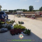 CÂY XANH GIA NGUYỄN CUNG CẤP 3500 CÂY CÔNG TRÌNH CHO TRƯỜNG MẦM NON TÂN TIẾN